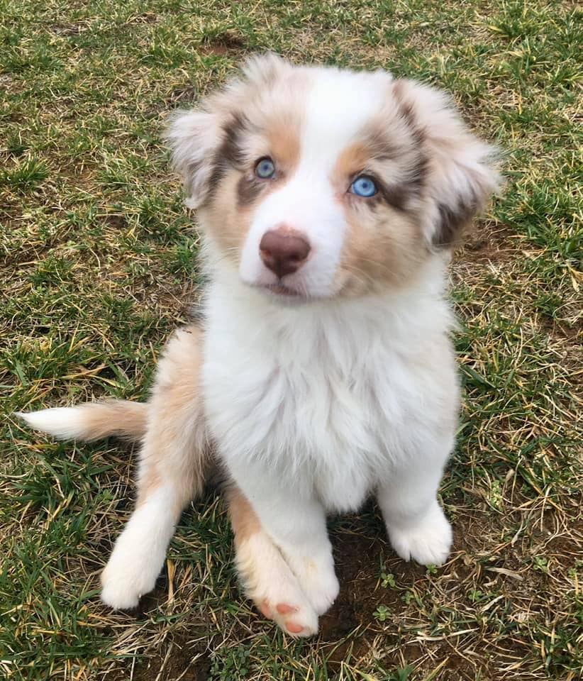 mini aussie with tail