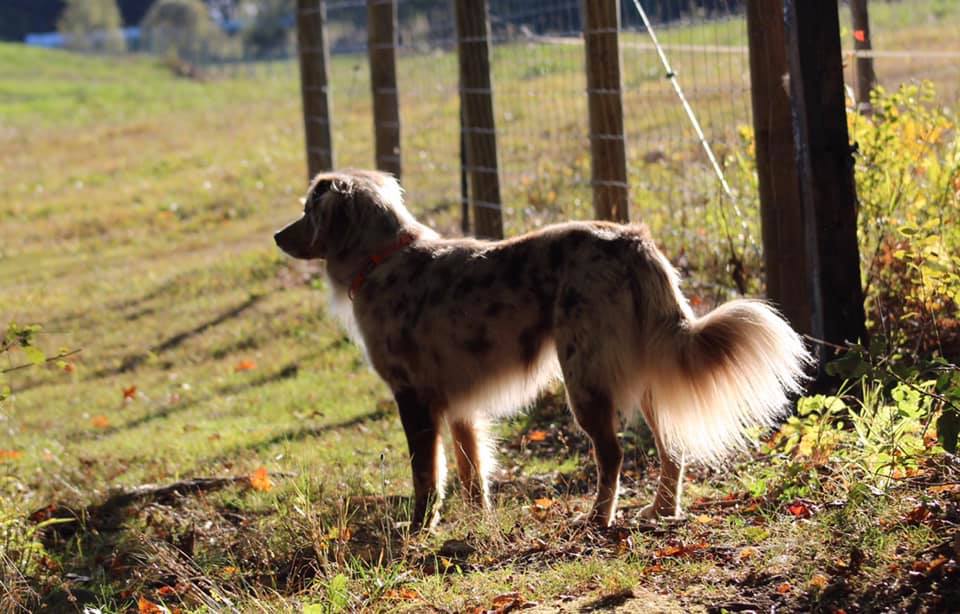 mini aussie with tail