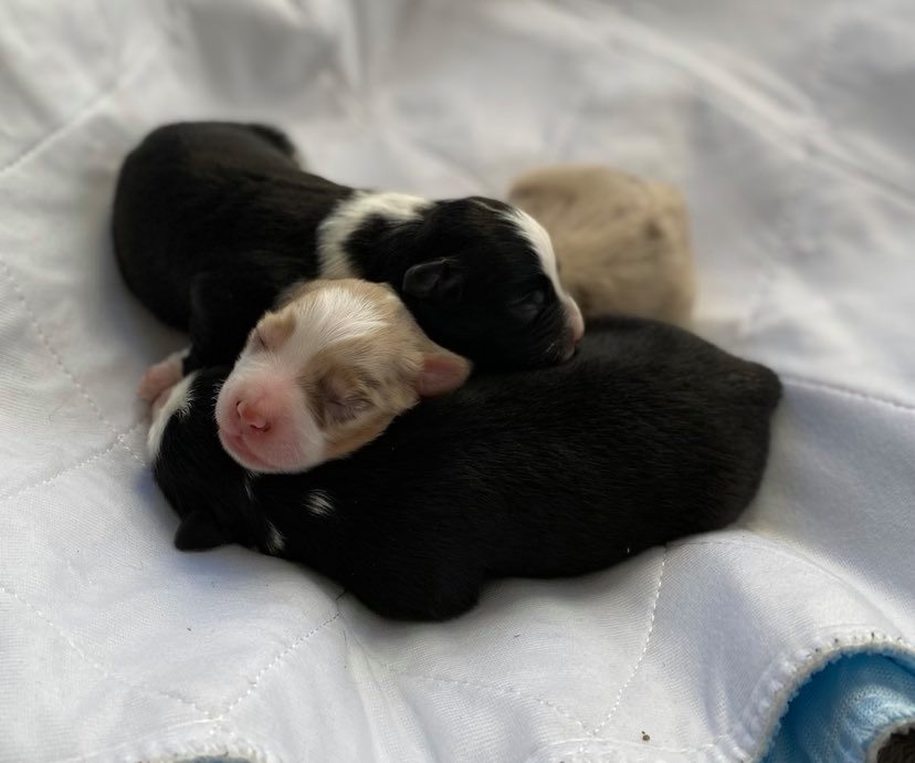 are australian shepherd puppies born with tails