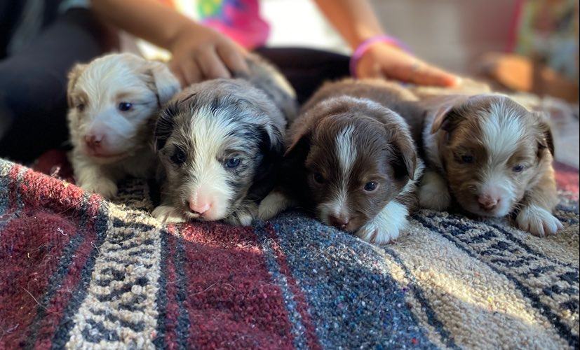 Toy Australian Shepherd Sophie - RL Valley Ranch Aussies - Ohio Puppies