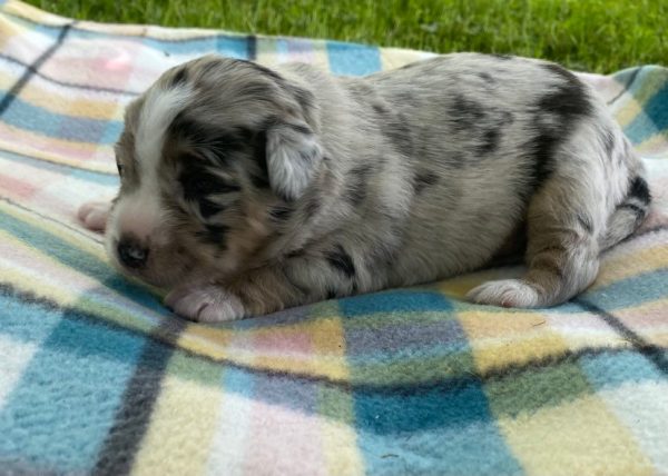 mini australian shepherd puppy for sale