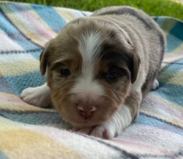 mini australian shepherd puppy for sale