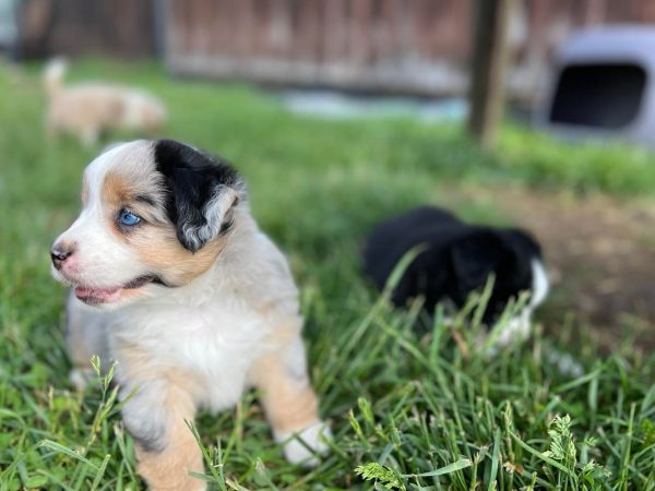 mini aussie puppies for sale