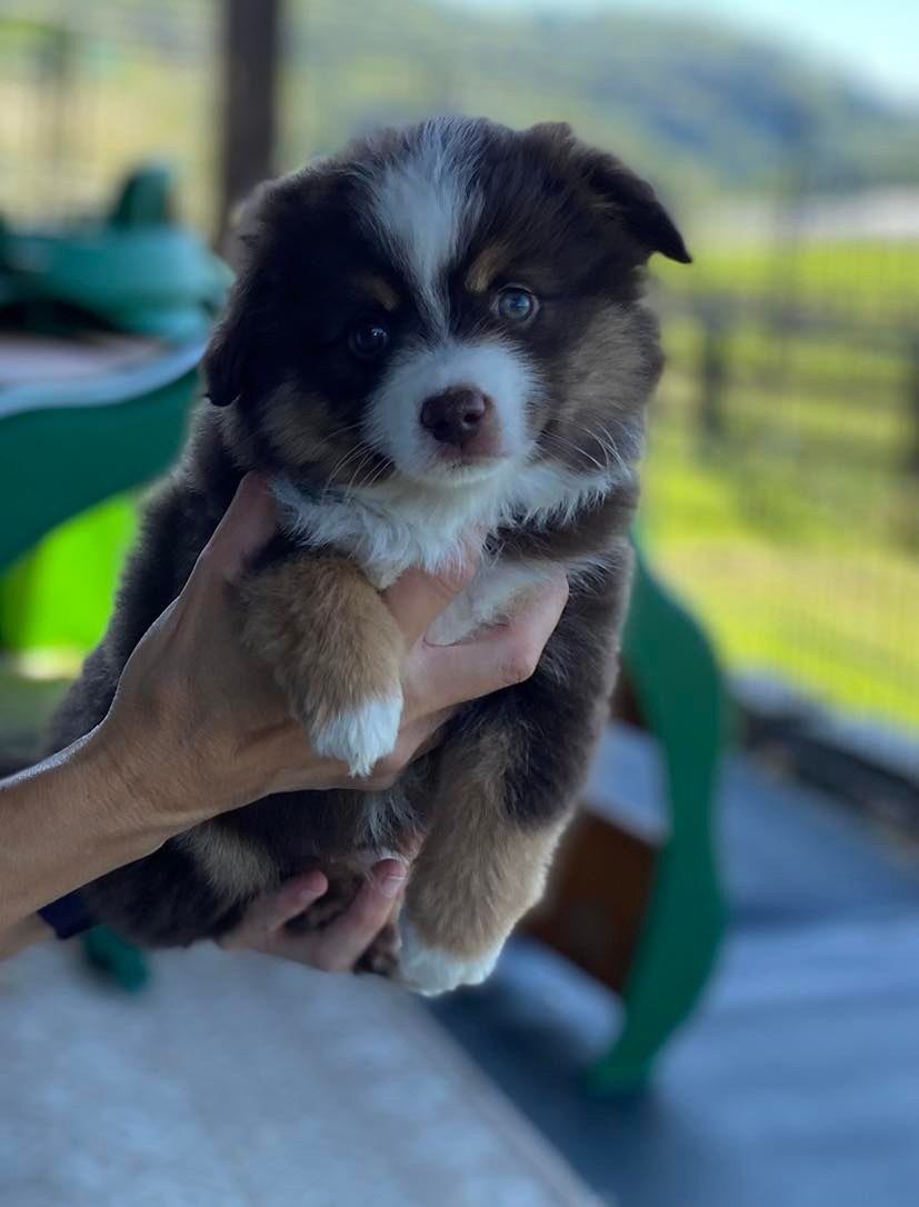 tri colored australian shepherd puppies