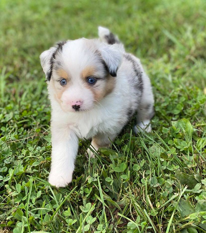 Toy aussie hot sale with tail