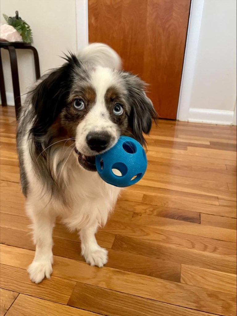 Excited to announce that Eli has - Magical Toy Aussies