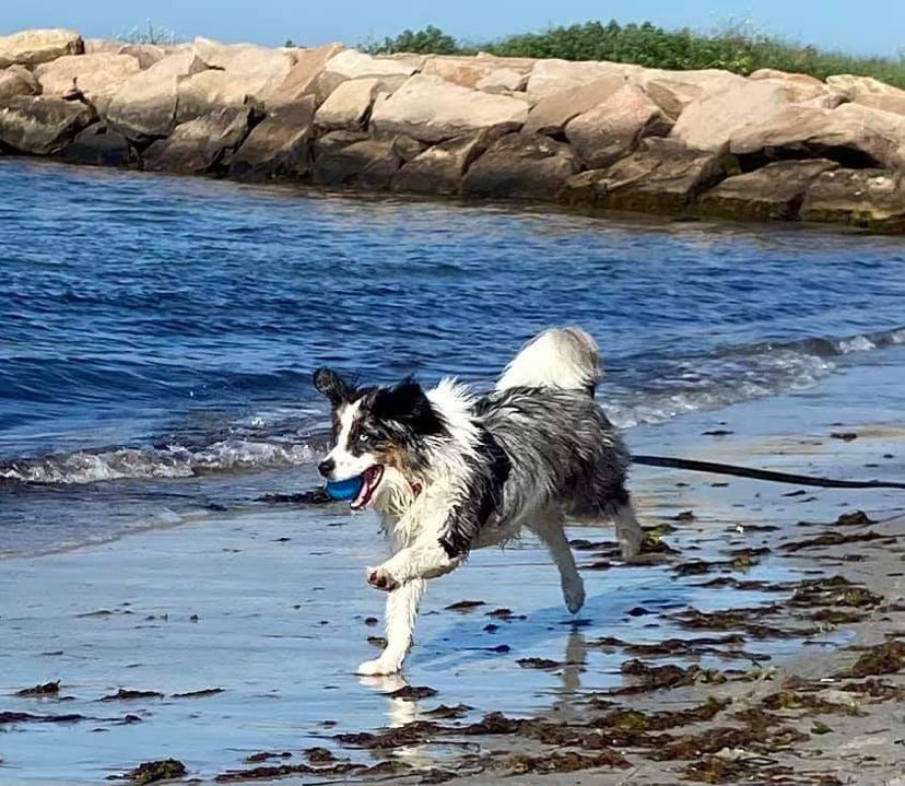 Blue merle store aussie with tail