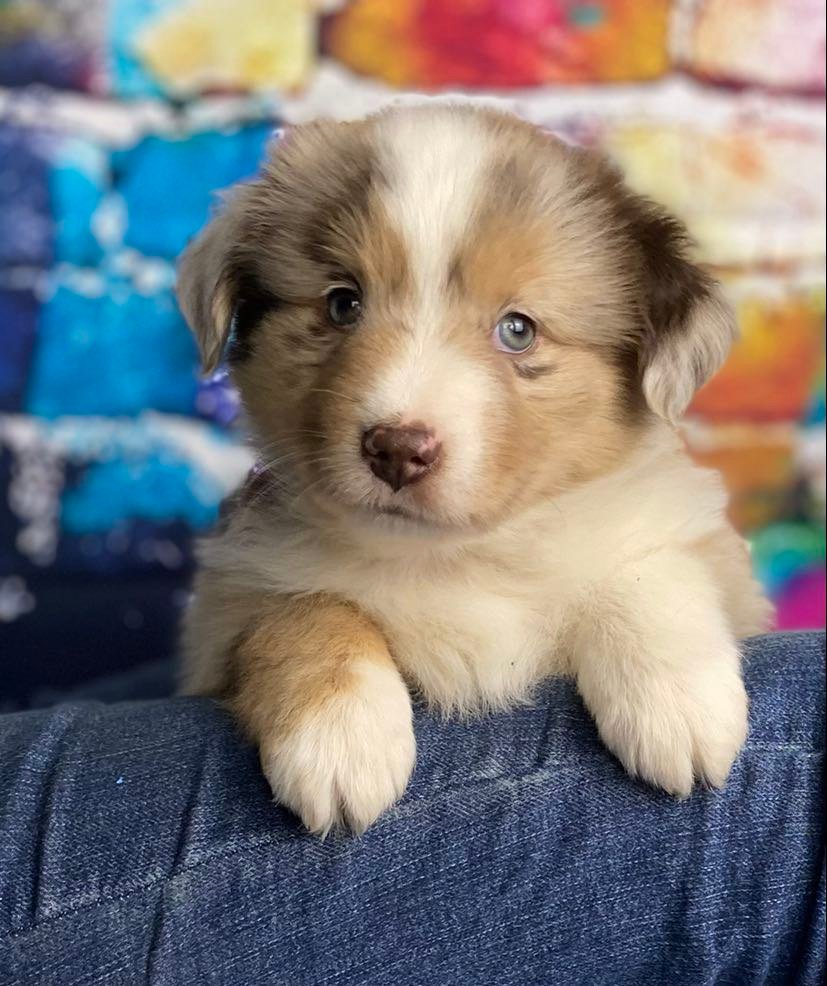 Toy Australian Shepherd Sophie - RL Valley Ranch Aussies - Ohio Puppies