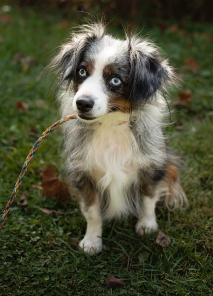 toy australian shepherd with tail