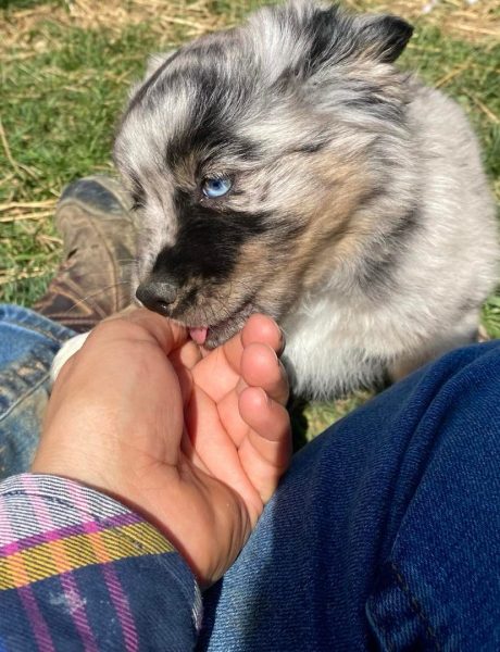 Toy aussie pomeranian outlet mix