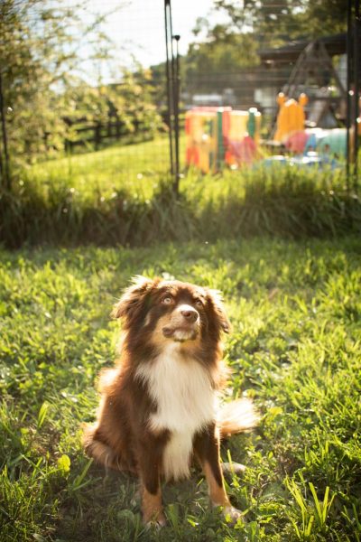 toy australian shepherd with tail