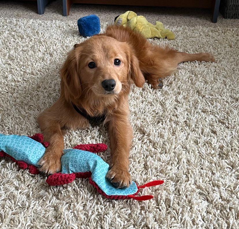 Toy golden clearance retriever