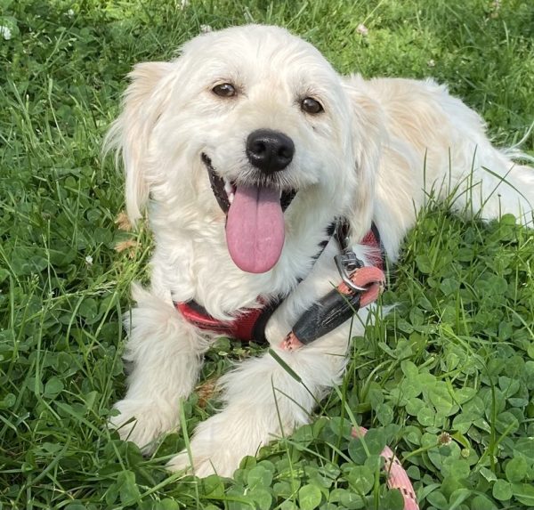 miniature golden retriever puppy