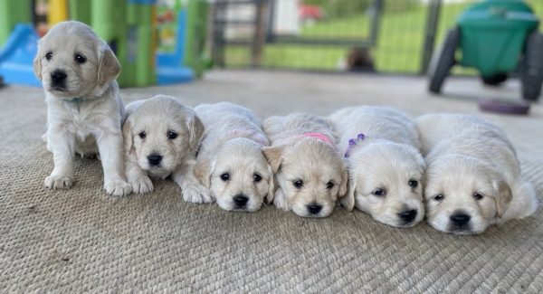 Mini english cream store retriever