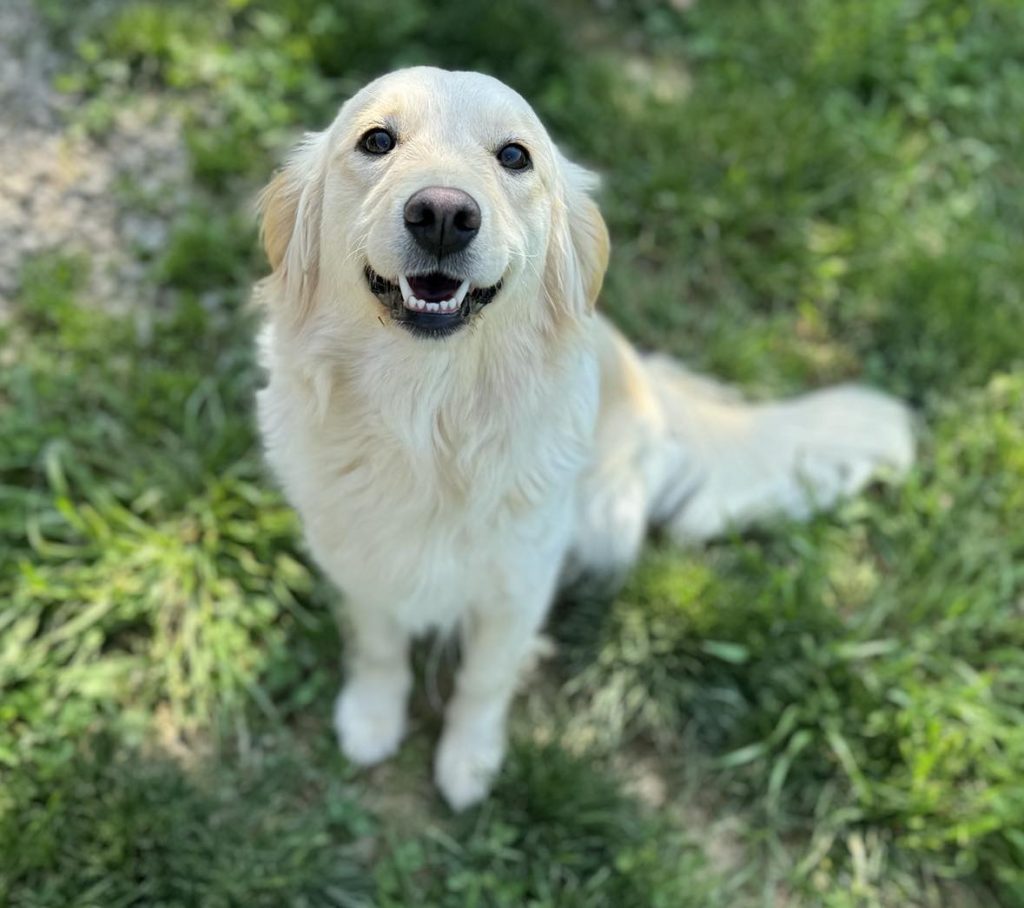 Nala & Simba Miniature Golden Retrievers!!! - RL Valley Ranch Aussies