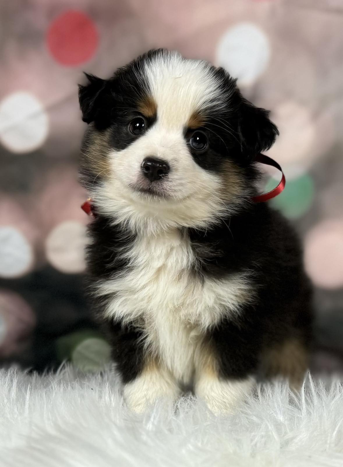 mini australian shepherd with tail