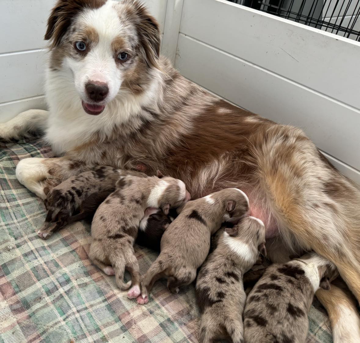 Mini Aussie RL Valley Ranch Aussies Ohio Australian Shepherds