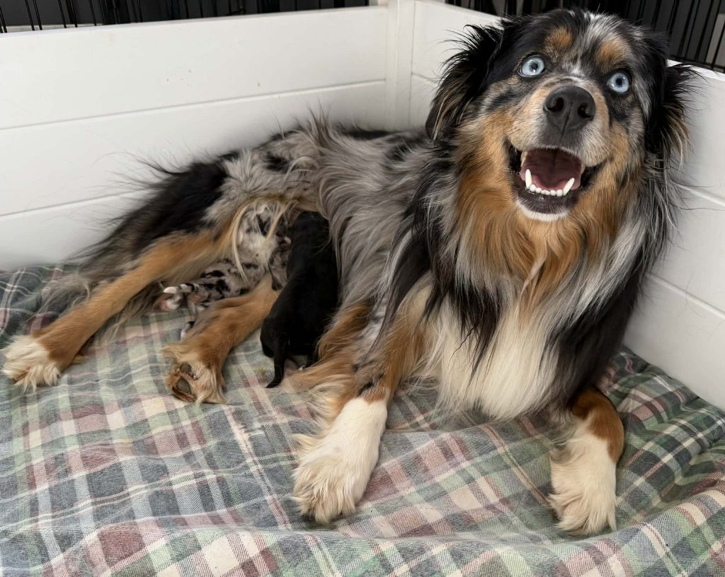 Moon & Cash Mini Aussies BORN Feb 24!!