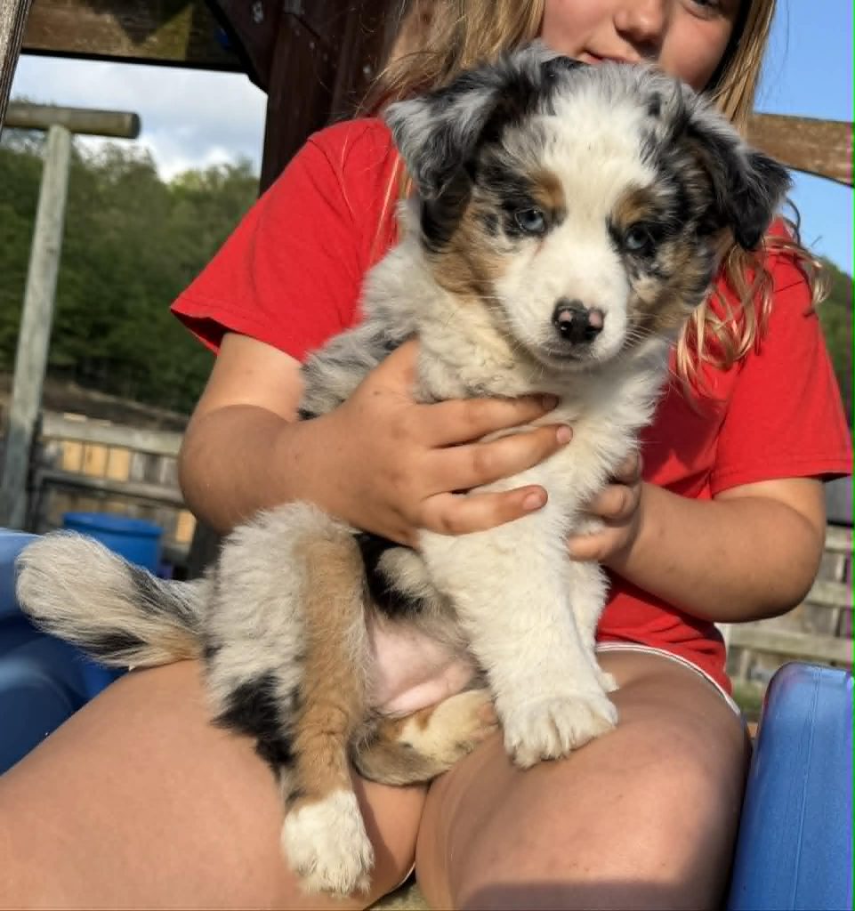 Moon & Cash Mini Aussies BORN Feb 24!!!