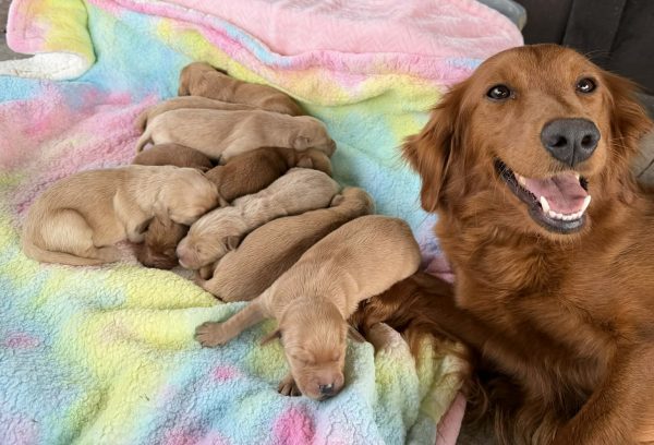 miniature golden retriever