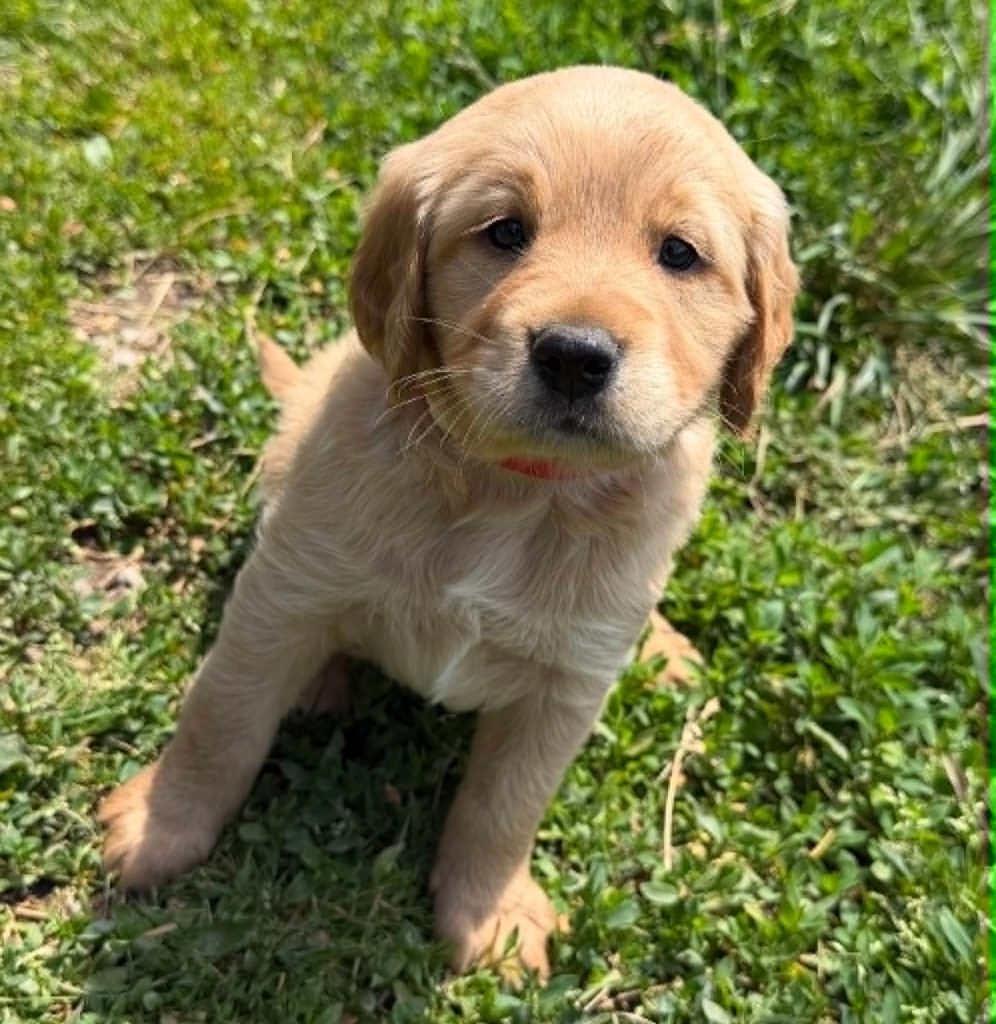 Firefly & Simba Mini Golden Retriever Pups BORN April 8!!!