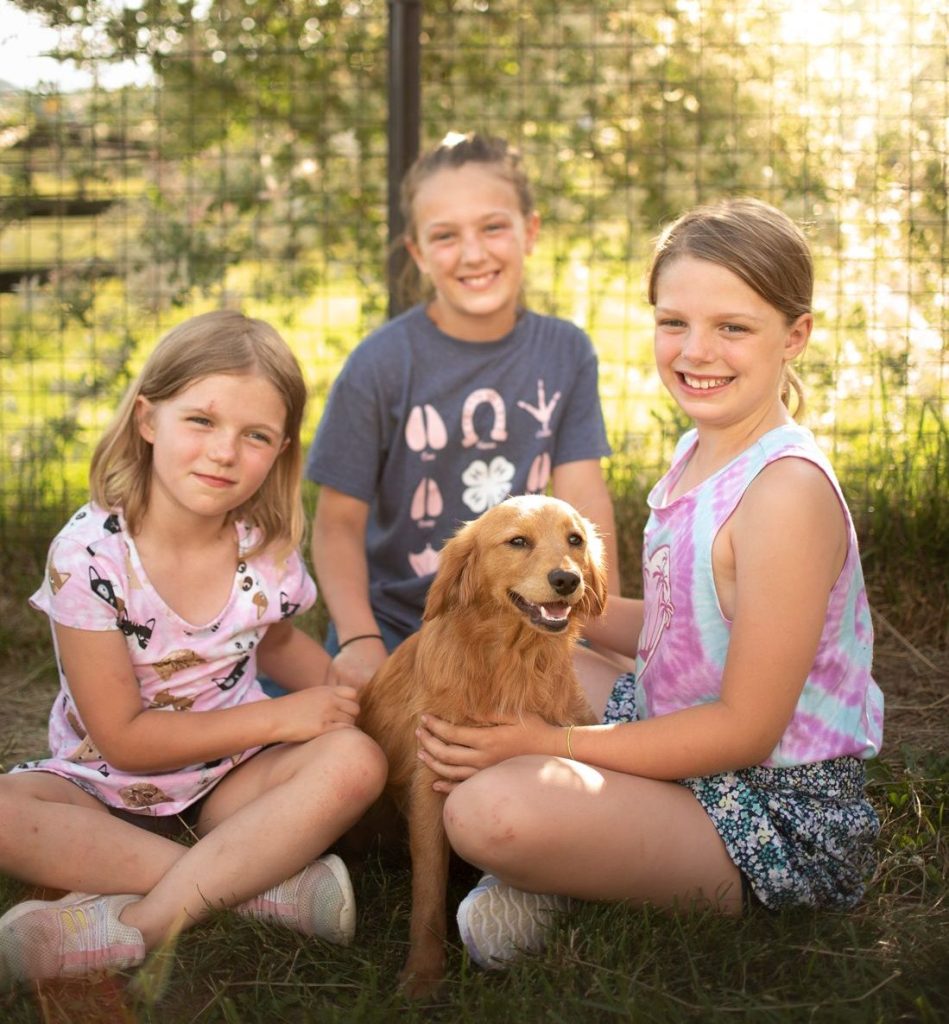 Firefly & Simba Mini Golden Retriever Pups DUE Mid April!!!