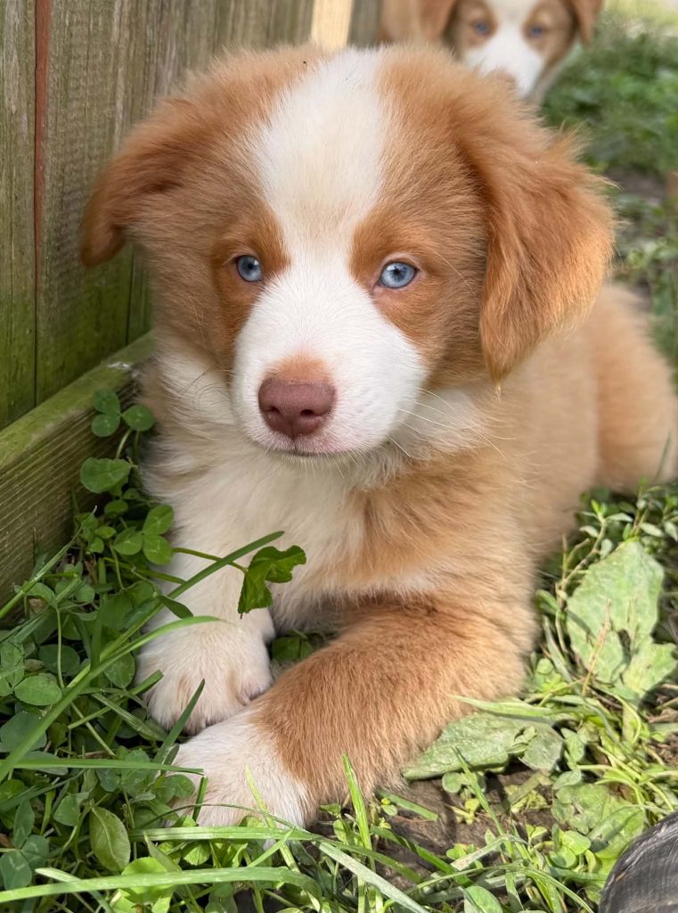 Irish & Rip Miniature Aussie Pups BORN July 9!!!