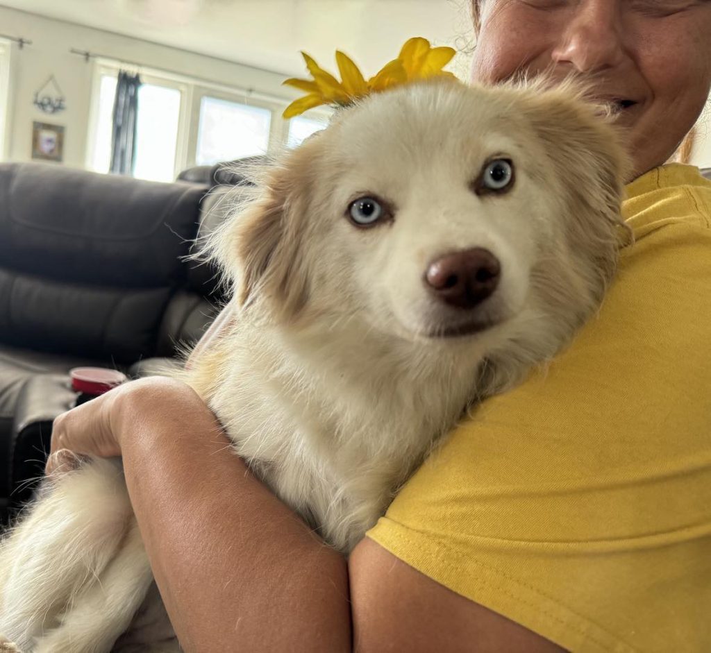 Irish & Rip Miniature Aussie Pups DUE mid July!!!